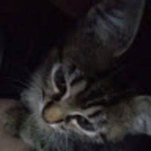 Meet your Posher, Nevaeh